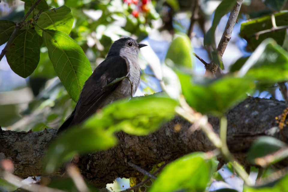 Brush Cuckoo (Cacomantis variolosus)